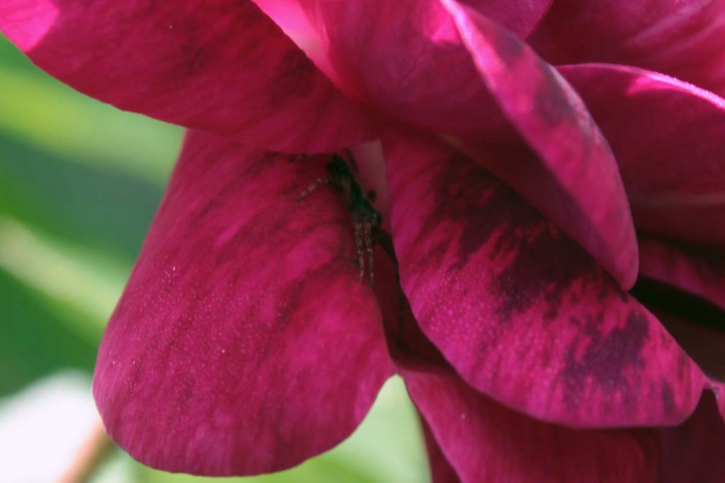 ragno rosa