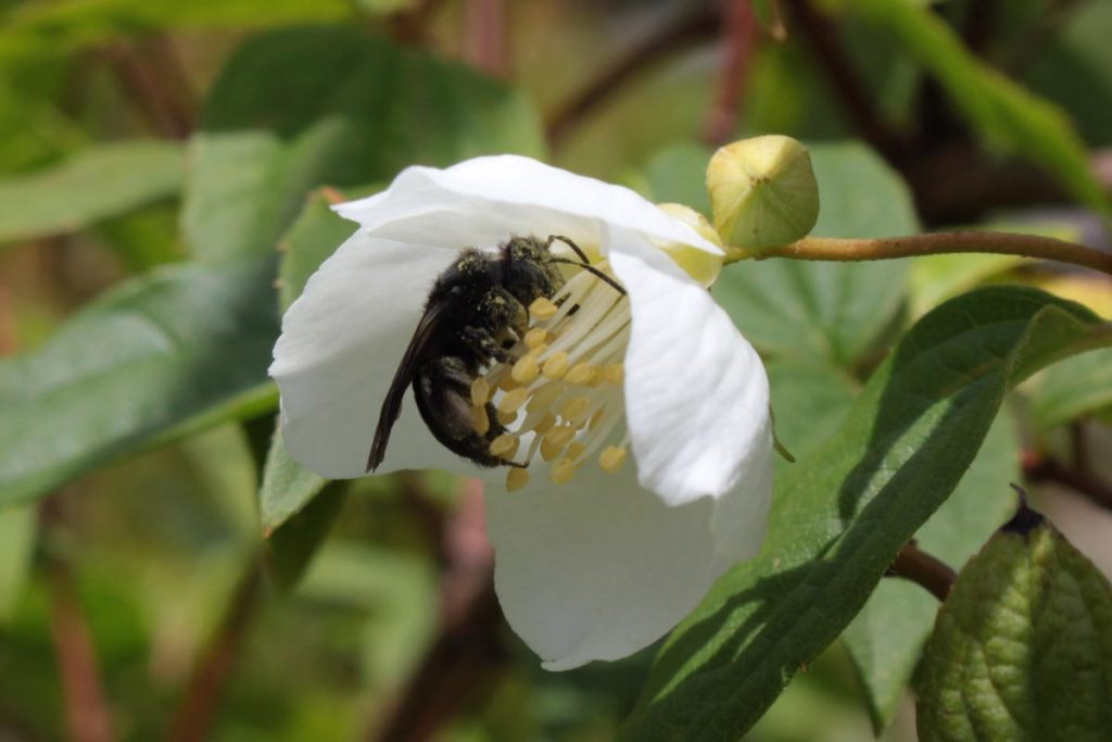 xylocopa ape