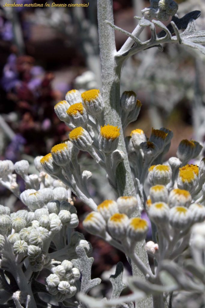 cineraria boccioli
