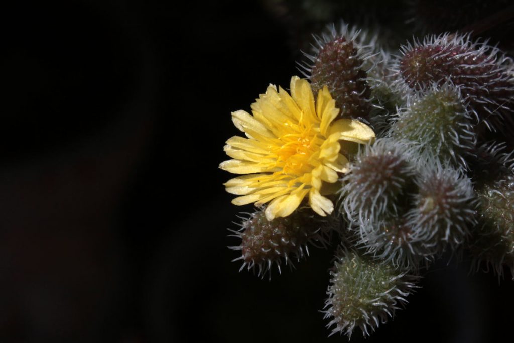 delosperma fiore