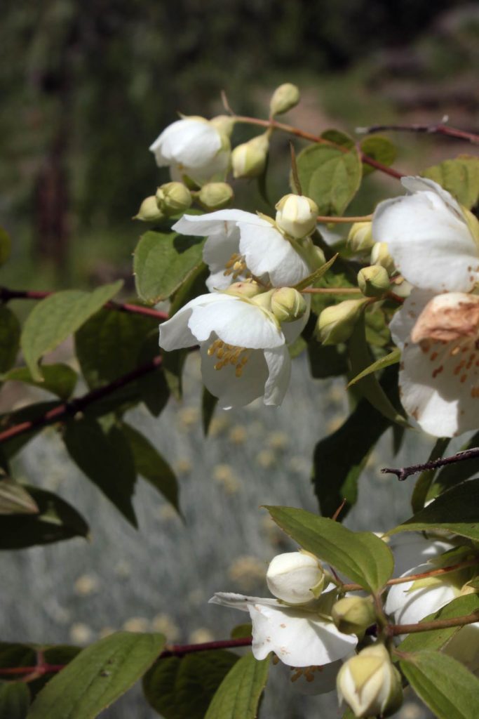 Philadelphus fiori