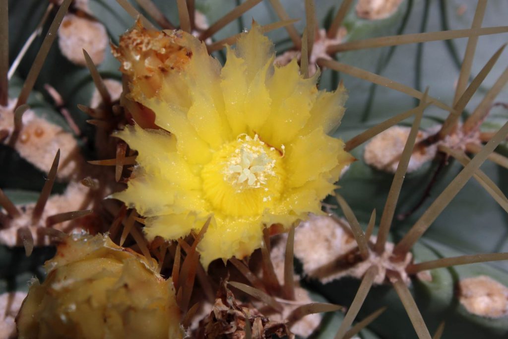 fiore cactus giallo