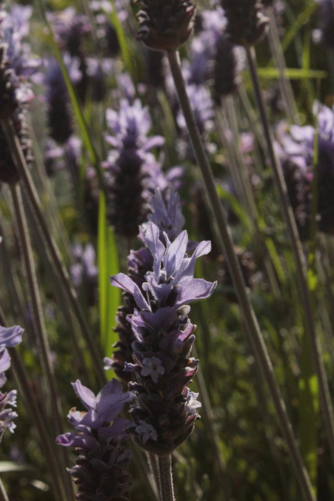 lavandula fiori