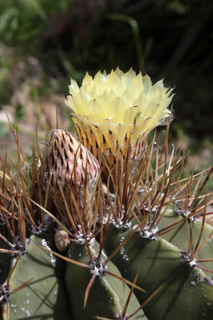 fiore Principe spinoso