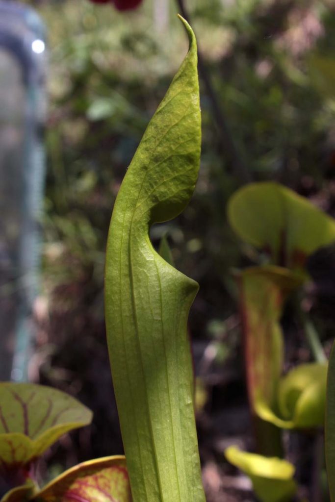 foglia sarracenia