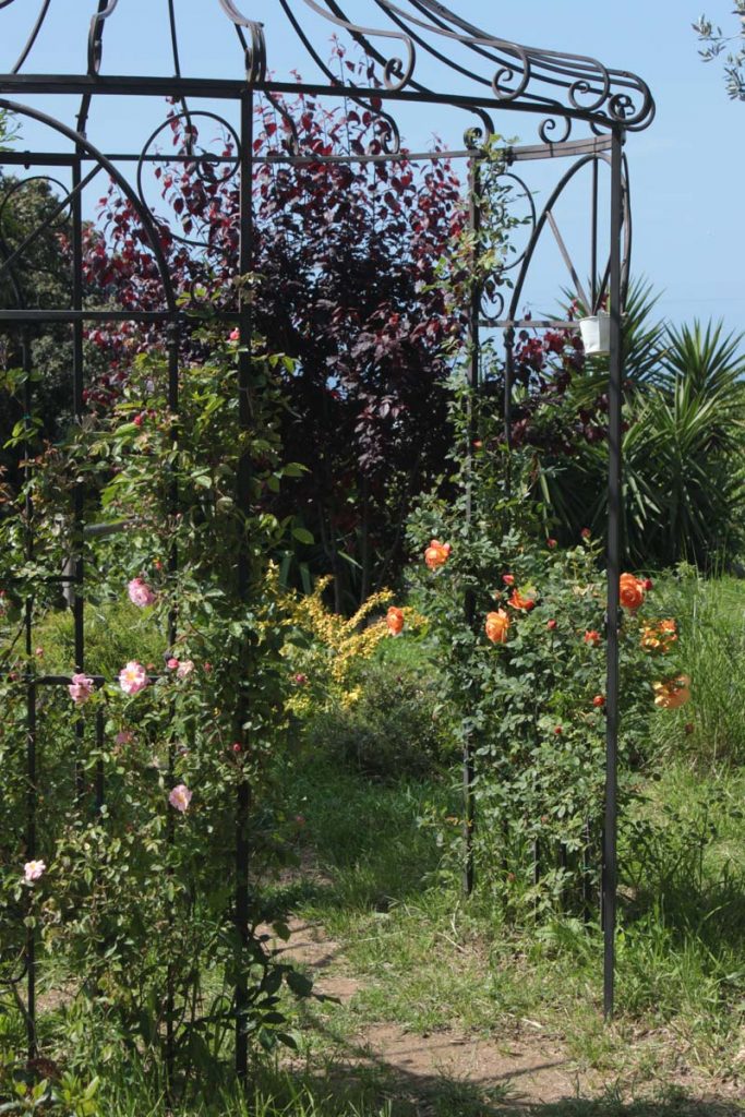 gazebo 10 maggio rose