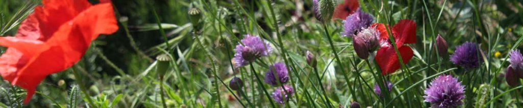 erba cipollina e apaveri