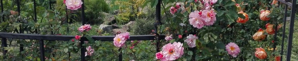 rose gazebo