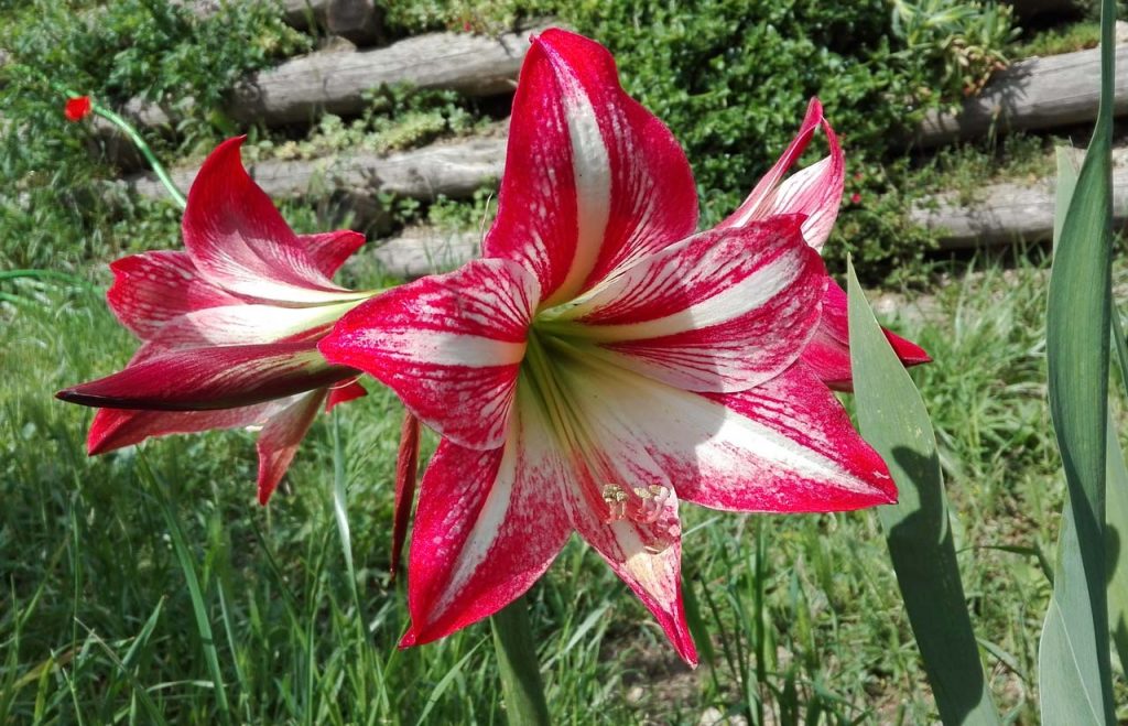 hippeastrum sp.