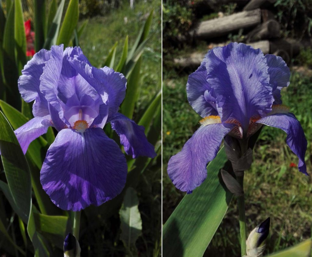 iris Laura