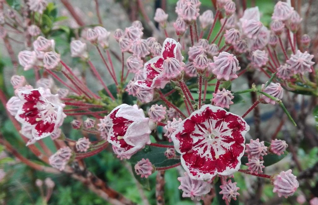 kalmia fiore screziato
