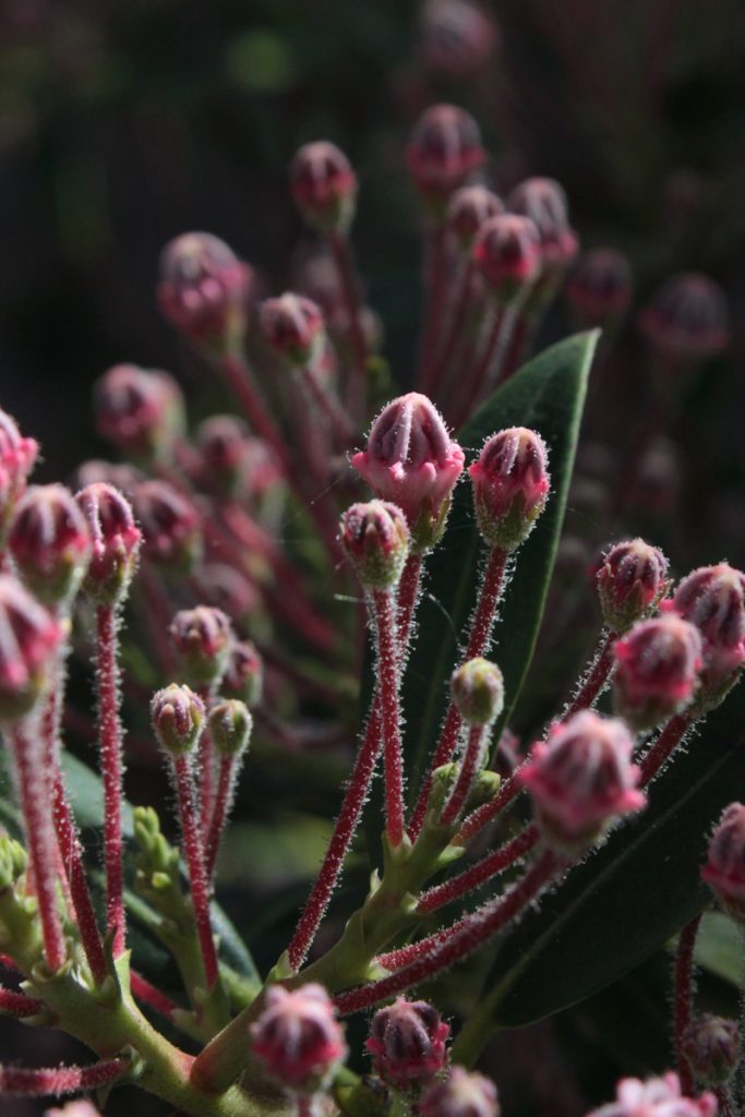 kalmia