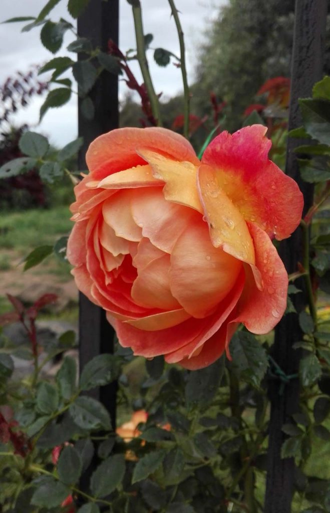 rosa lady shalott