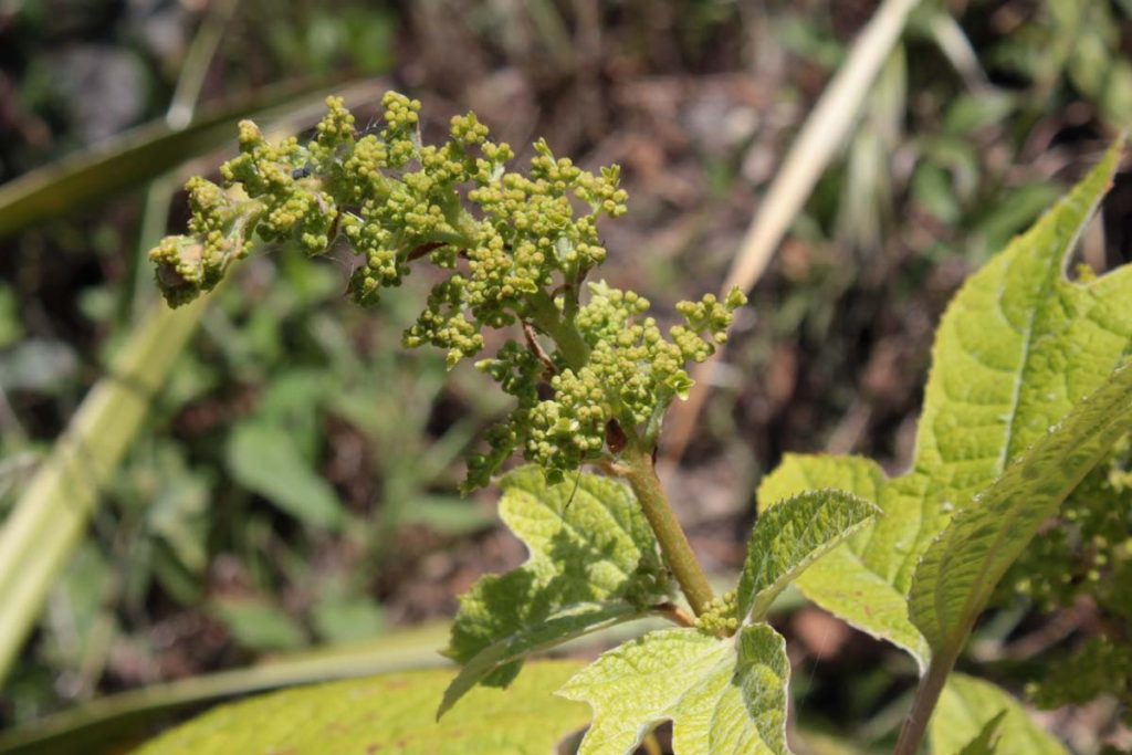 ortensia quercifolia