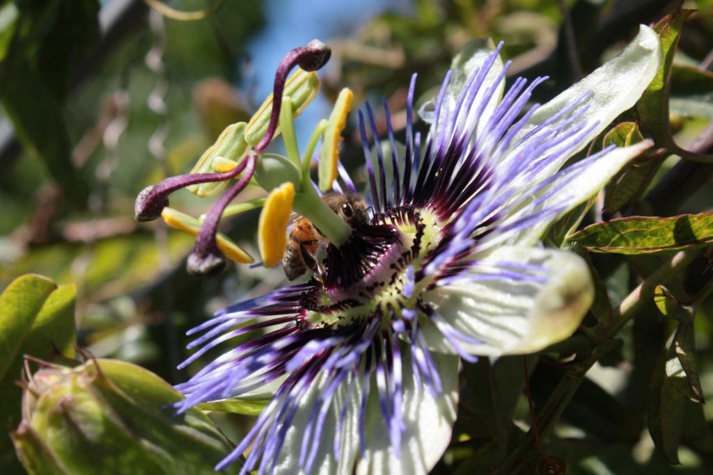 passiflora violacea fiore