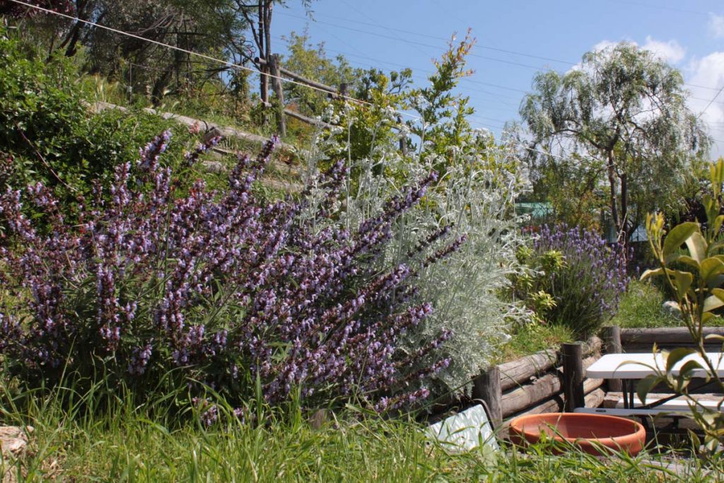 Cespugli fiori profumati