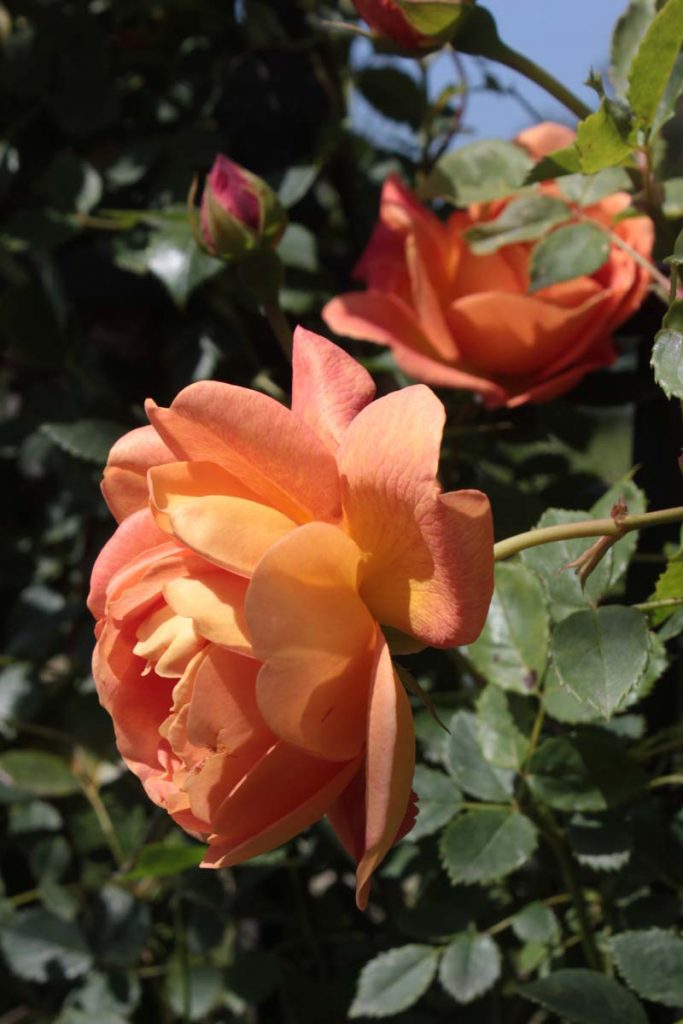 rose lady of shalott