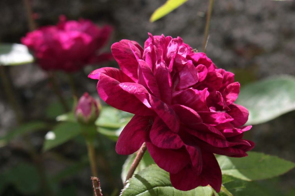 rose da sciroppo