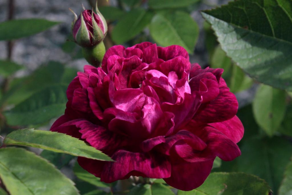 rosa sciroppo