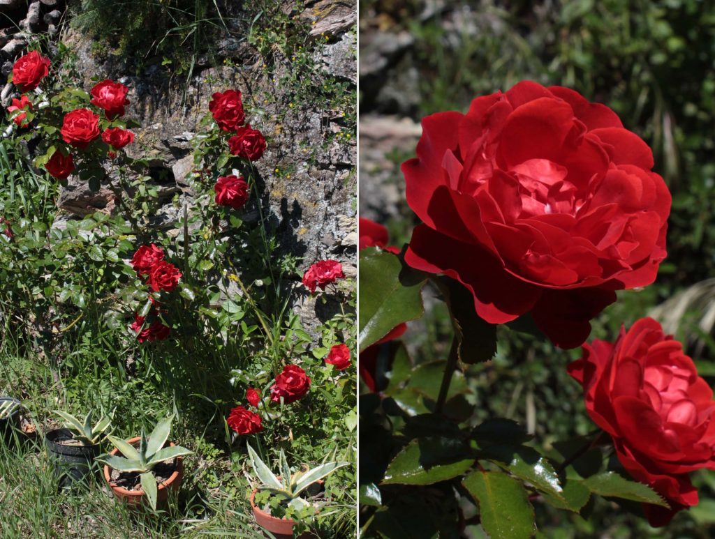 rosa Tino