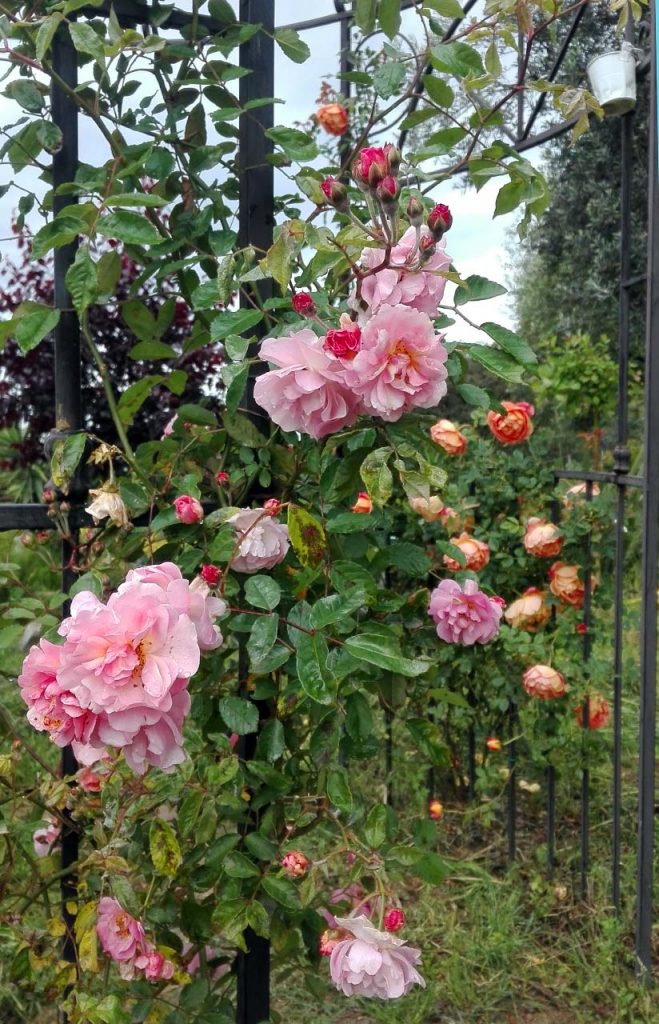 rose gazebo