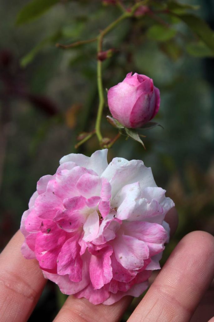 rosa rosa tino