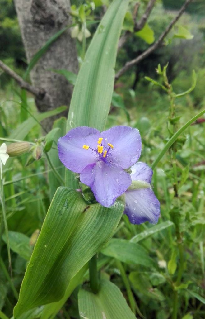 tradescantia sp.