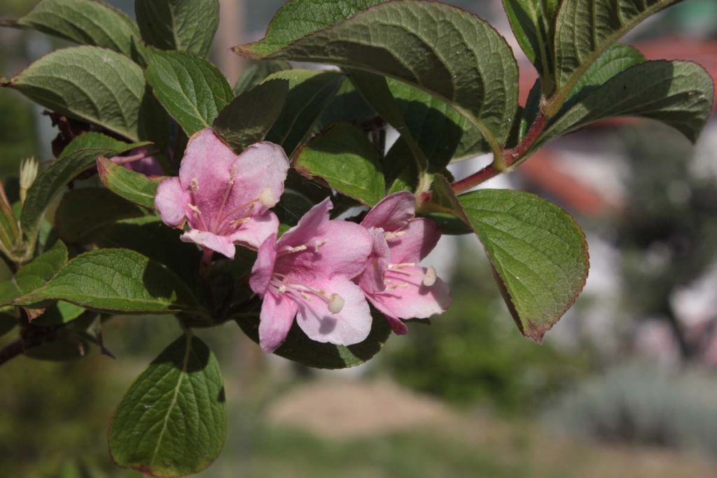 weigelia