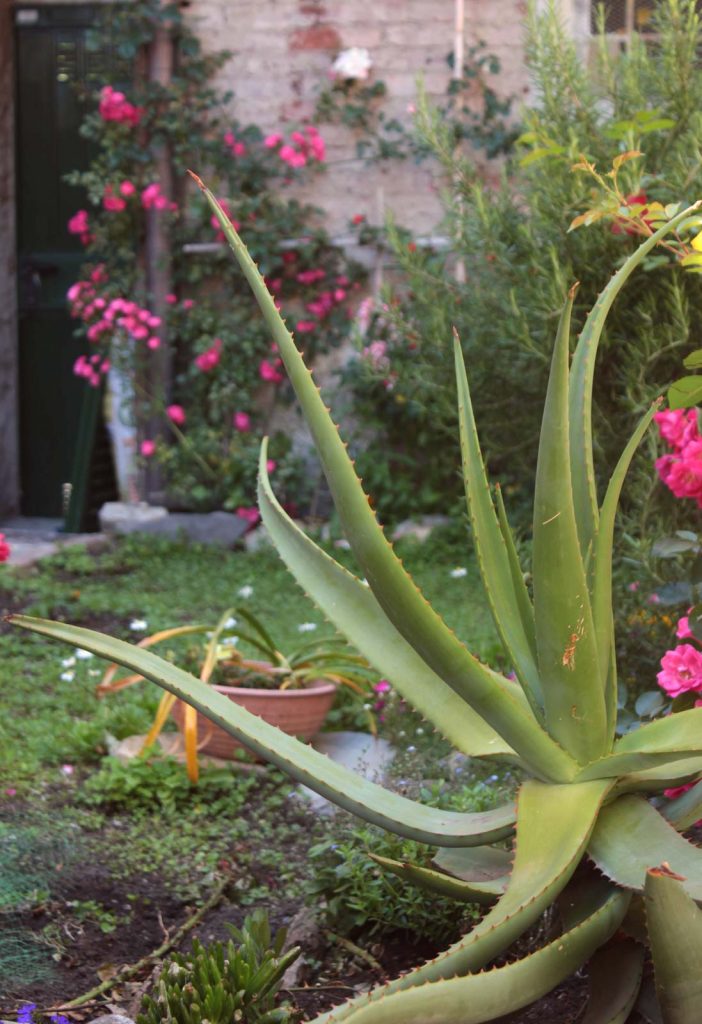 aloe laura