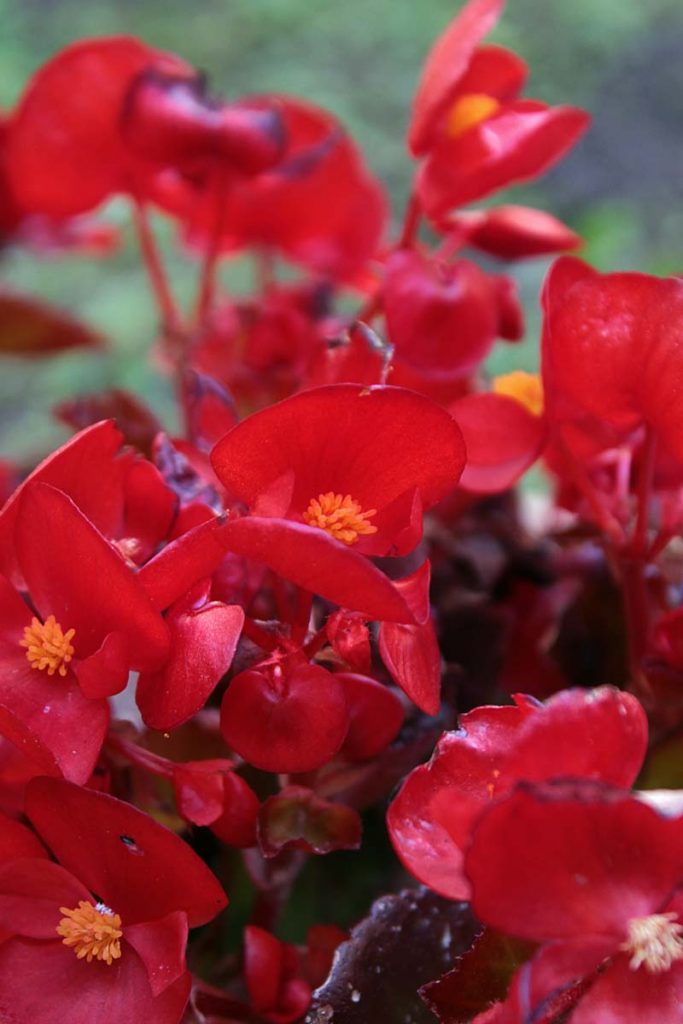 begonia rossa