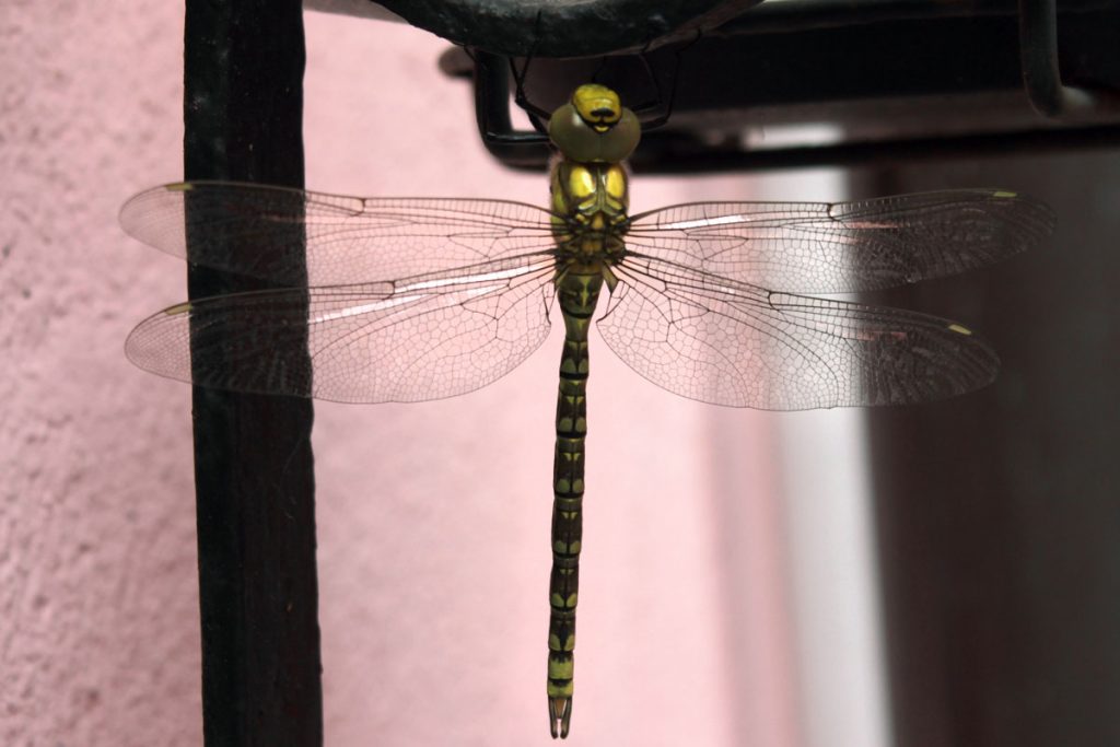 Libellula metamorfosi