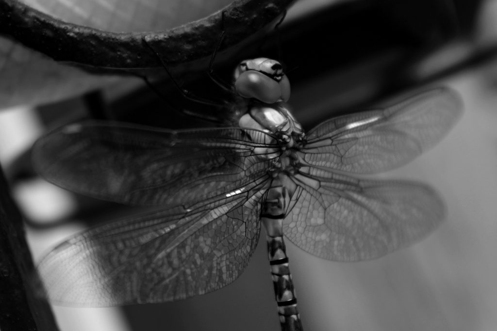 Aeshna cyanea