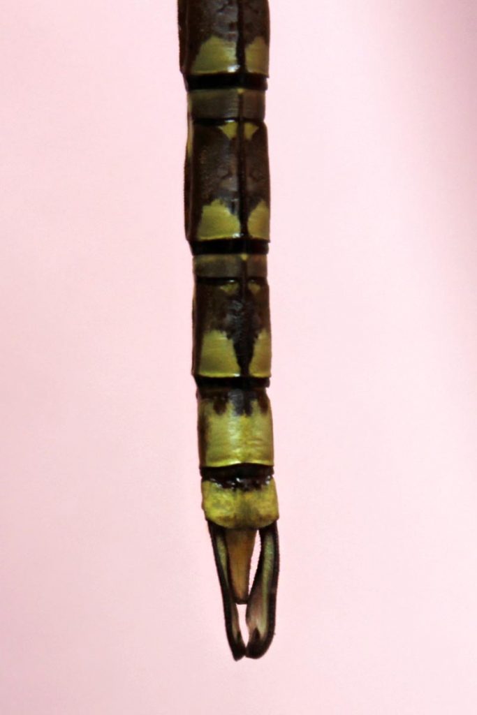 cerci libellula