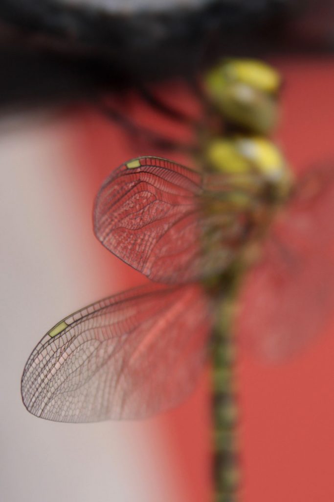 stigma libellula