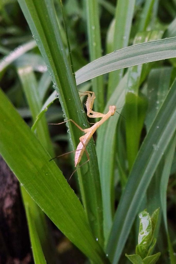 mantide religiosa piccolo