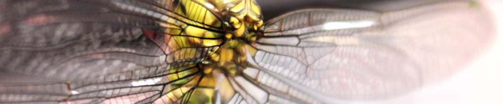 header llibellula