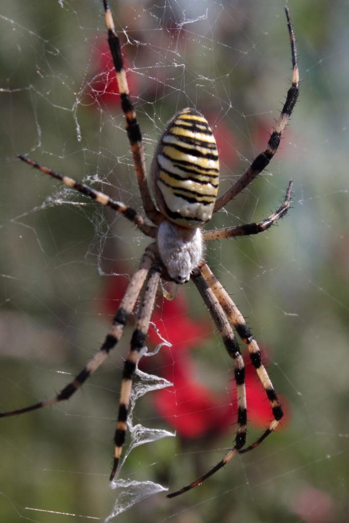 ragno argiope