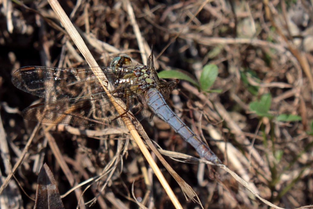 libellula blu