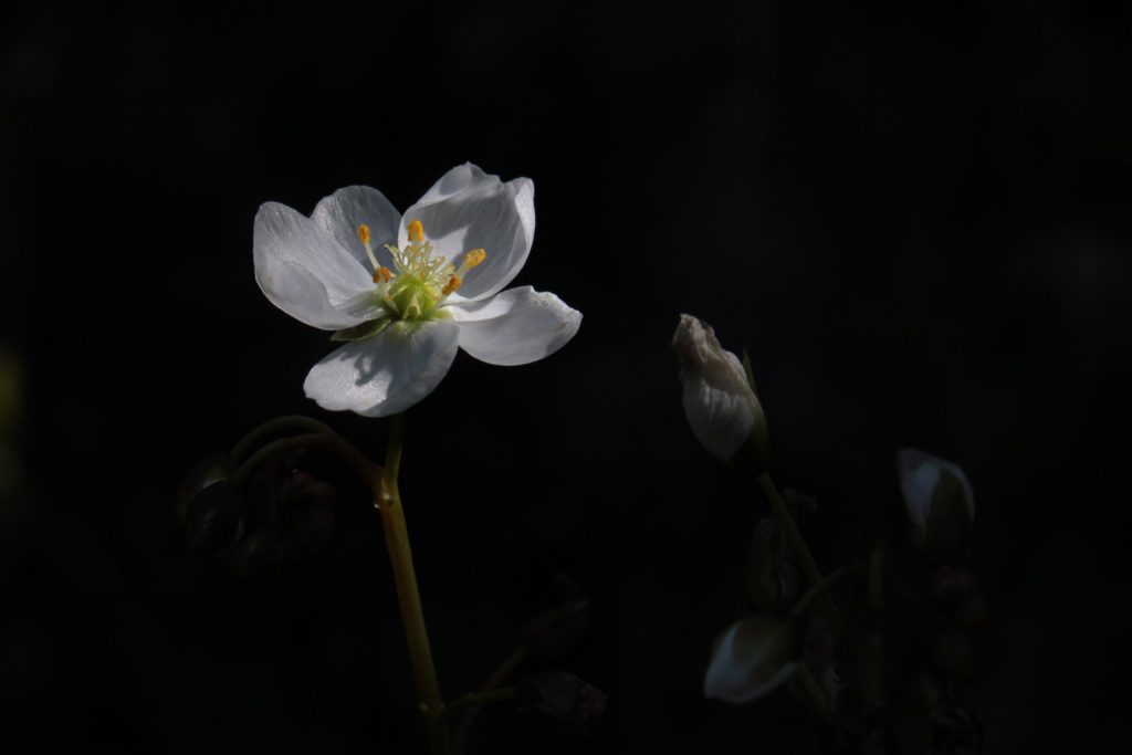 drosera fiore
