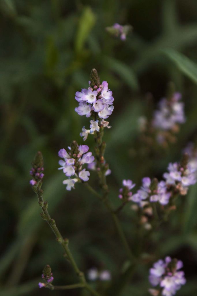fiori erba spontanea