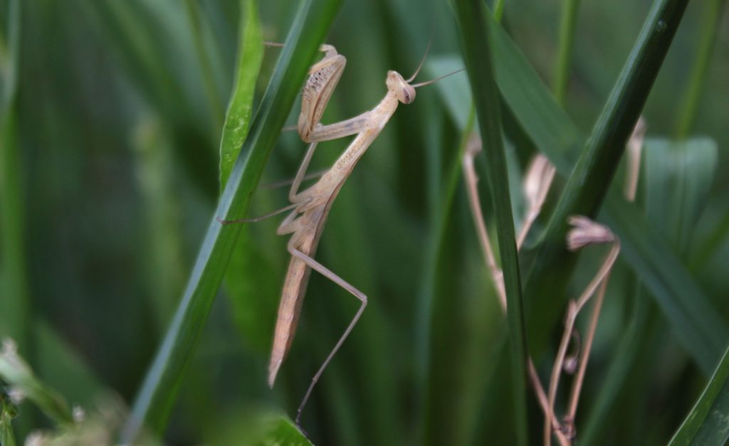 mantide religiosa