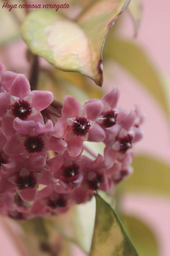 hoya carnosa fiori