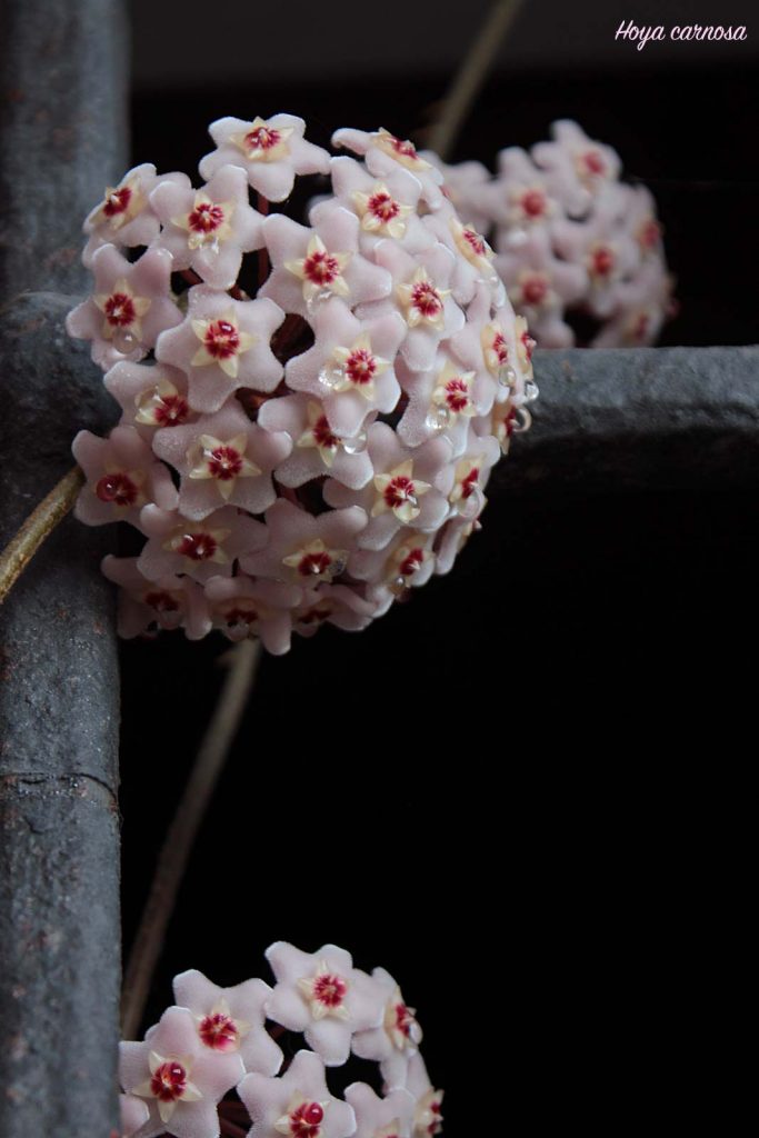 hoya