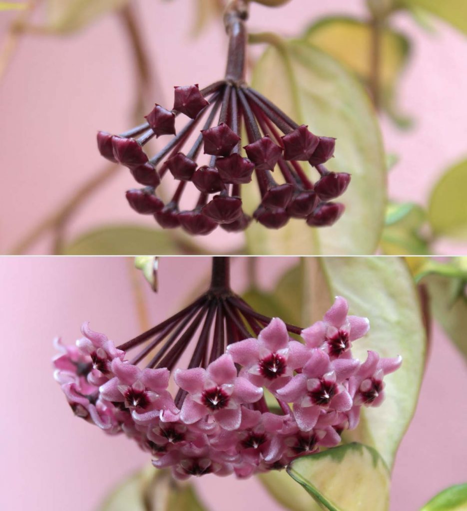 hoya boccioli e fiori