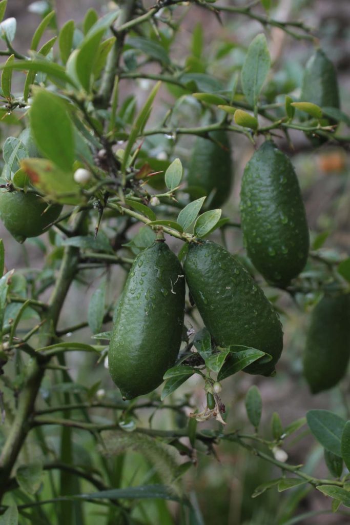 frutti limone australiano