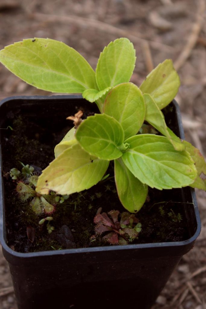 ortensia macrophylla con drosere