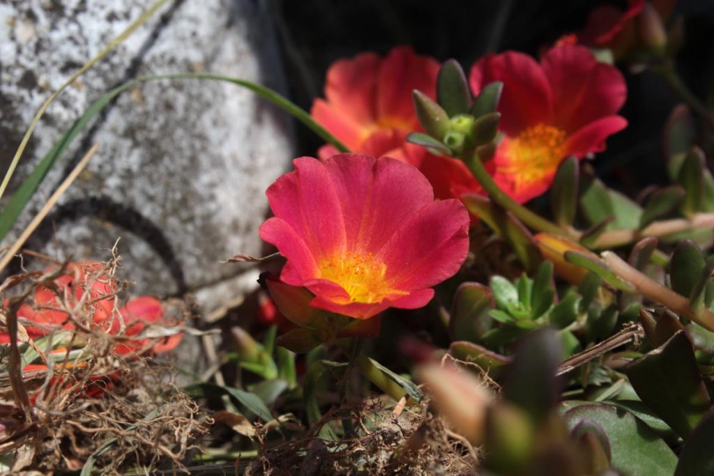 portulaca fiori