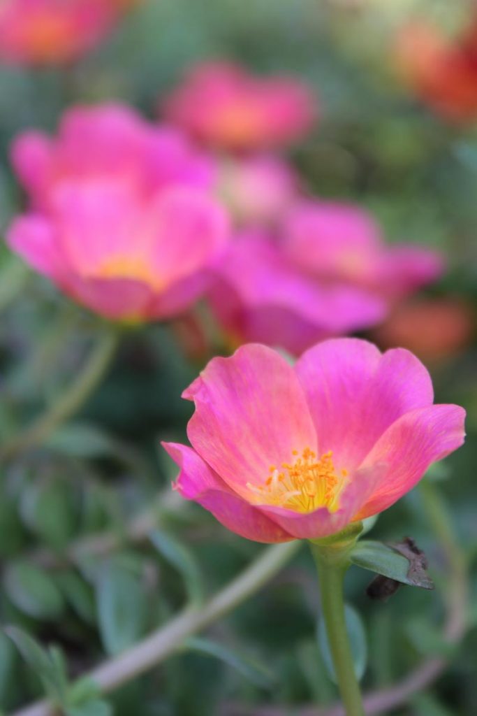 portulaca fiori