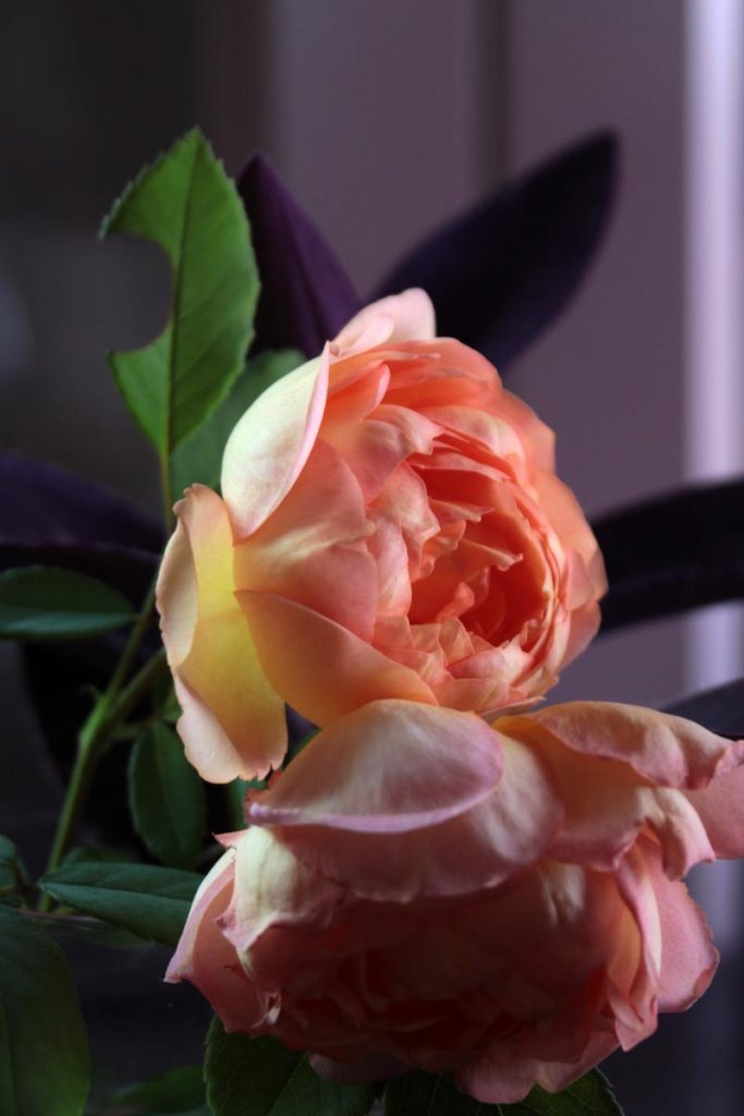 rose