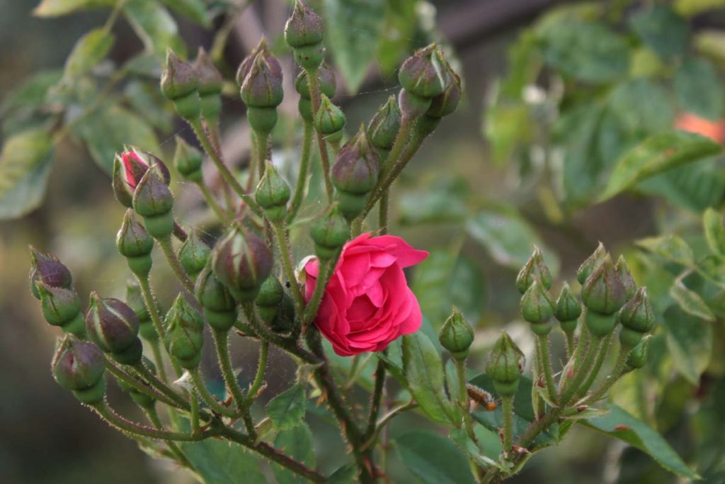 rosa Diego